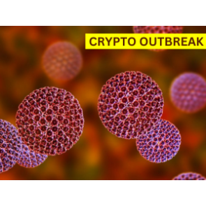 Crypto Outbreak in Wellington