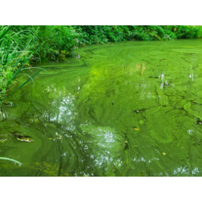 Health Risks of Nitrates