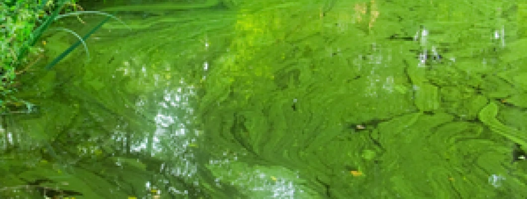 Health Risks of Nitrates