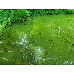 Health Risks of Nitrates